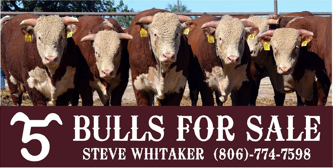 Bulls for Sale